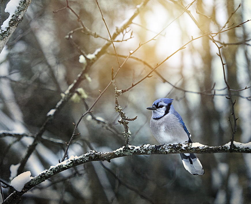Blue Jay Perched on Snowy Branch in Winter Forest