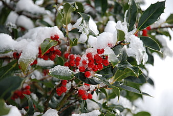 Snow-covered holly berries and leaves in winter