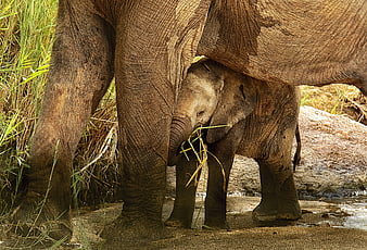 Baby elephant sheltering under mother in natural grassy habitat