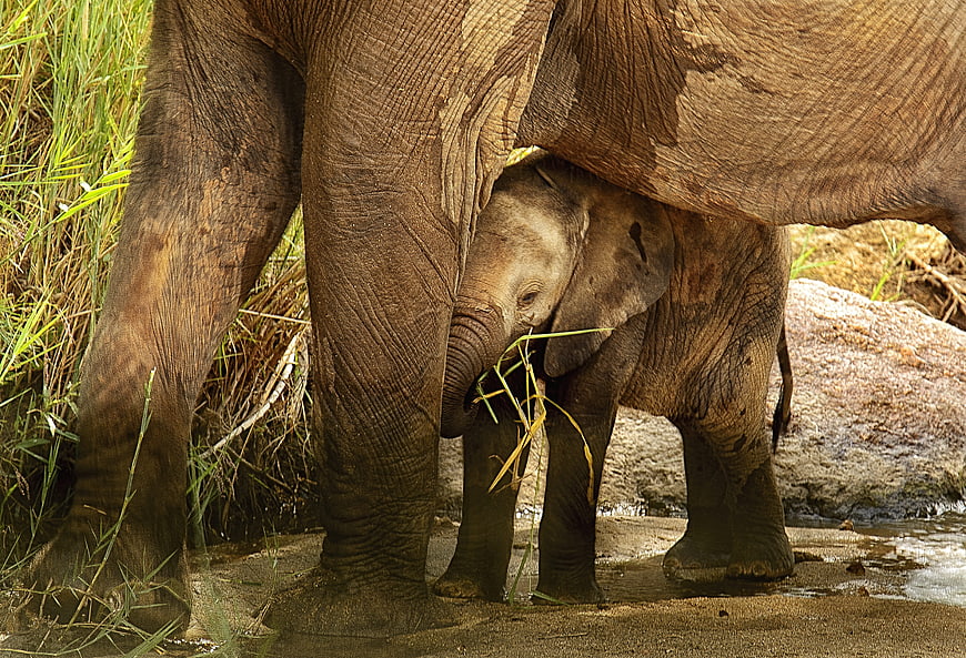 Baby elephant sheltering under mother in natural grassy habitat