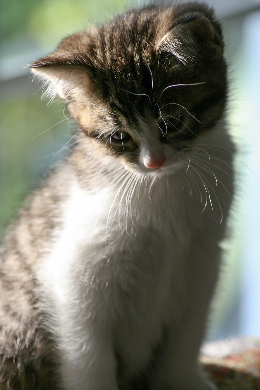 Cute Tabby Kitten Portrait with Soft Natural Light