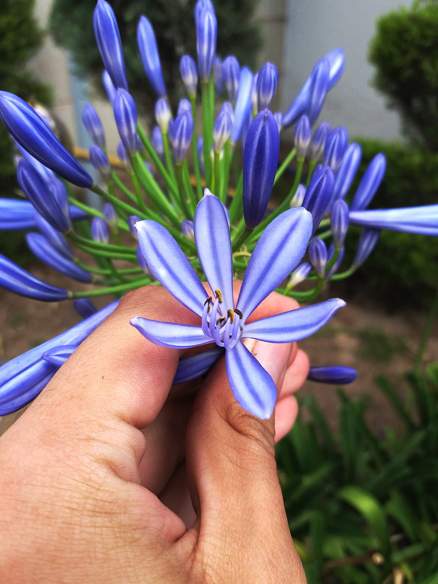 Hand holding open blue agapanthus flower with buds