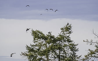 Great Blue Herons Flying and Perched in Pine Tree