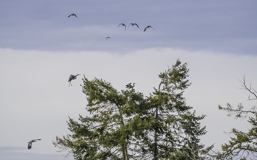 Great Blue Herons Flying and Perched in Pine Tree