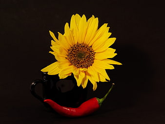 Sunflower in Black Mug with Red Chili Pepper