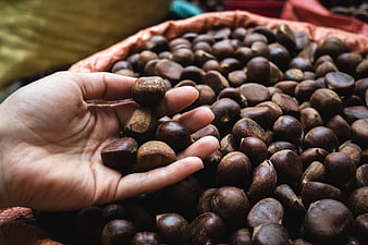 Hand holding fresh chestnuts over a large sack of nuts