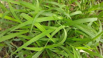 Close-up of vibrant green grass blades in natural sunlight