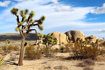 Joshua Tree National Park Desert Landscape with Rocks