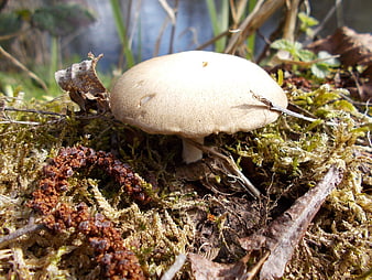 Close-up of a white mushroom growing in mossy forest floor