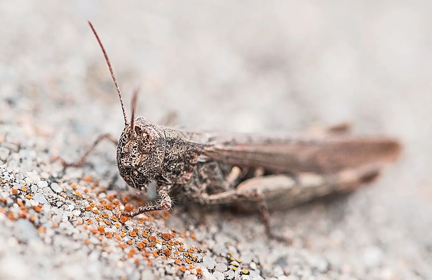 Close-up of Brown Locust on Textured Surface