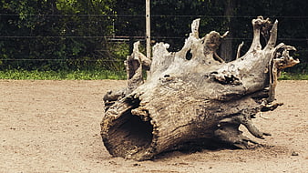 Weathered Hollow Tree Trunk on Sandy Ground