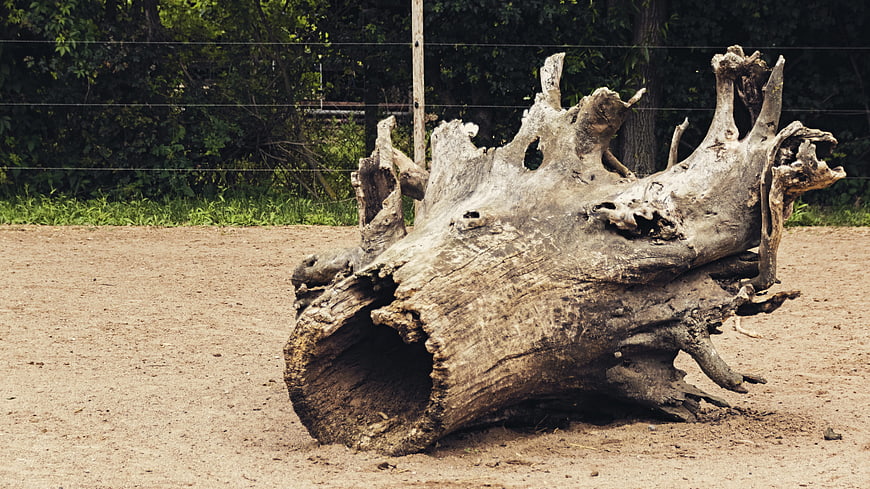 Weathered Hollow Tree Trunk on Sandy Ground