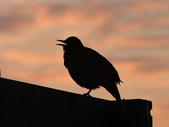 Silhouette of a Singing Bird Against a Sunset Sky