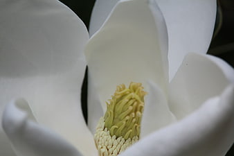 Close-up of White Magnolia Flower with Yellow Center