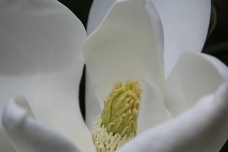 Close-up of White Magnolia Flower with Yellow Center