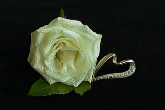 White Rose with Water Drops and Silver Heart Brooch