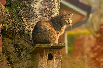 Tabby cat sitting on wooden birdhouse in garden