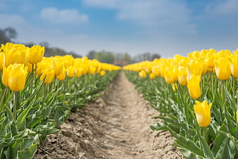 Rows of yellow tulips in a field with blue sky