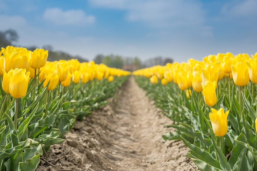 Rows of yellow tulips in a field with blue sky