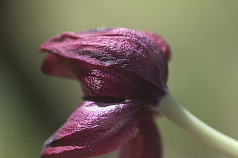 Close-up of a dark purple tulip bud with textured petals