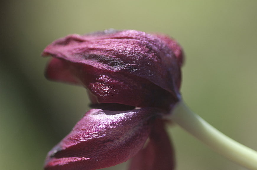 Close-up of a dark purple tulip bud with textured petals