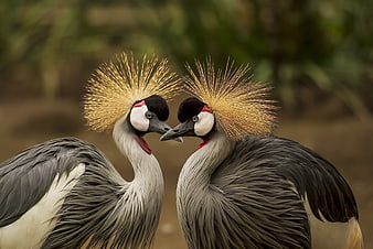 Pair of Grey Crowned Cranes Facing Each Other