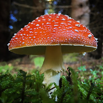 Close-up of Red Fly Agaric Mushroom in Forest Moss