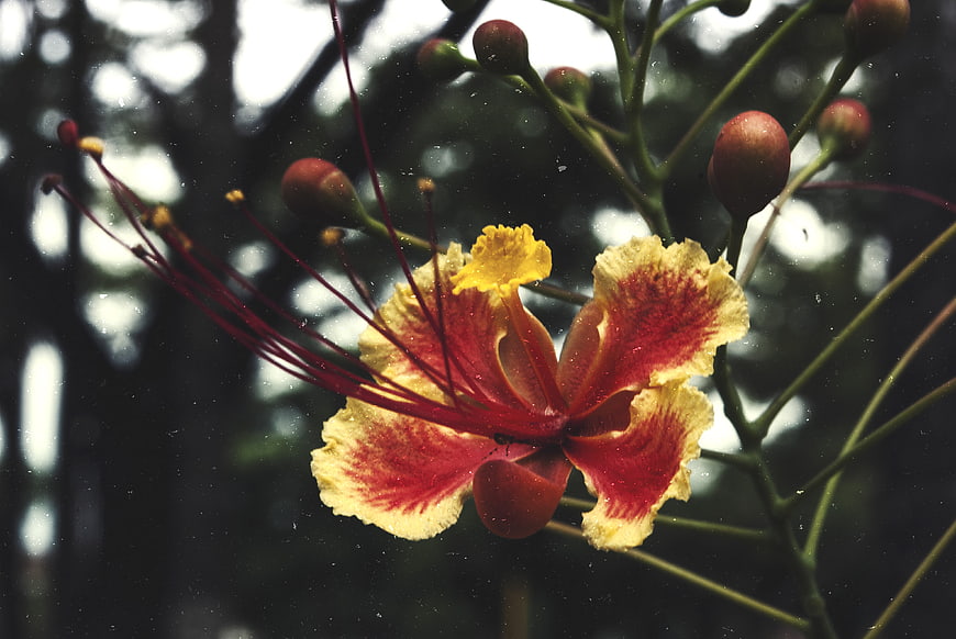 Close-up of Red and Yellow Flame Tree Flower