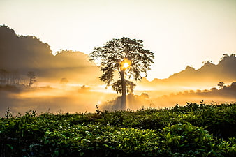 Sunrise over misty tea plantation with solitary tree silhouette