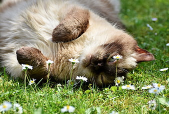 Cute fluffy cat rolling in grass with daisies