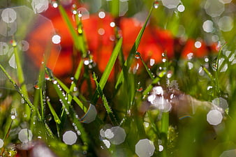 Macro shot of green grass blades with morning dew drops and bokeh