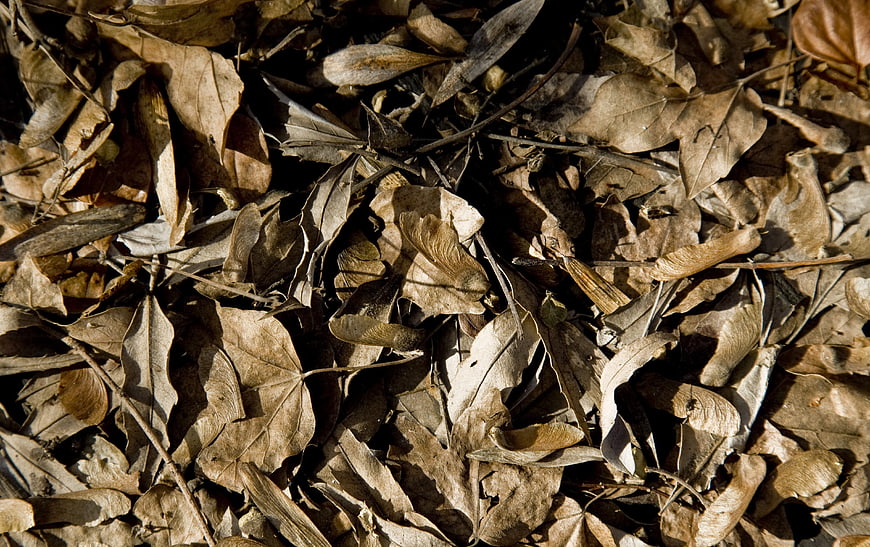 Close-up of dry brown autumn leaves and twigs on forest floor
