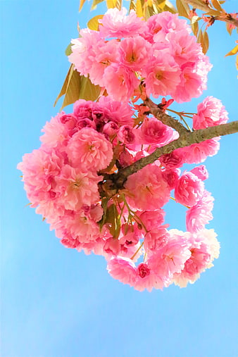 Pink Cherry Blossoms Against Blue Sky