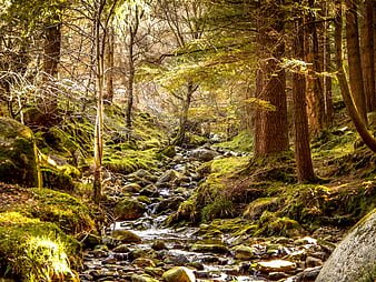 Mossy Forest Stream in Wicklow Mountains, Ireland