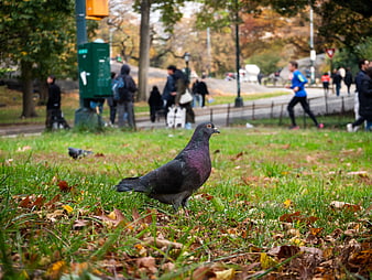 Pigeon on Grass in Park with Blurred People