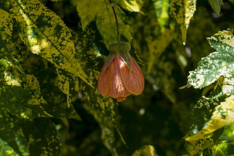Pink Flower Bud Hanging Among Variegated Green Leaves
