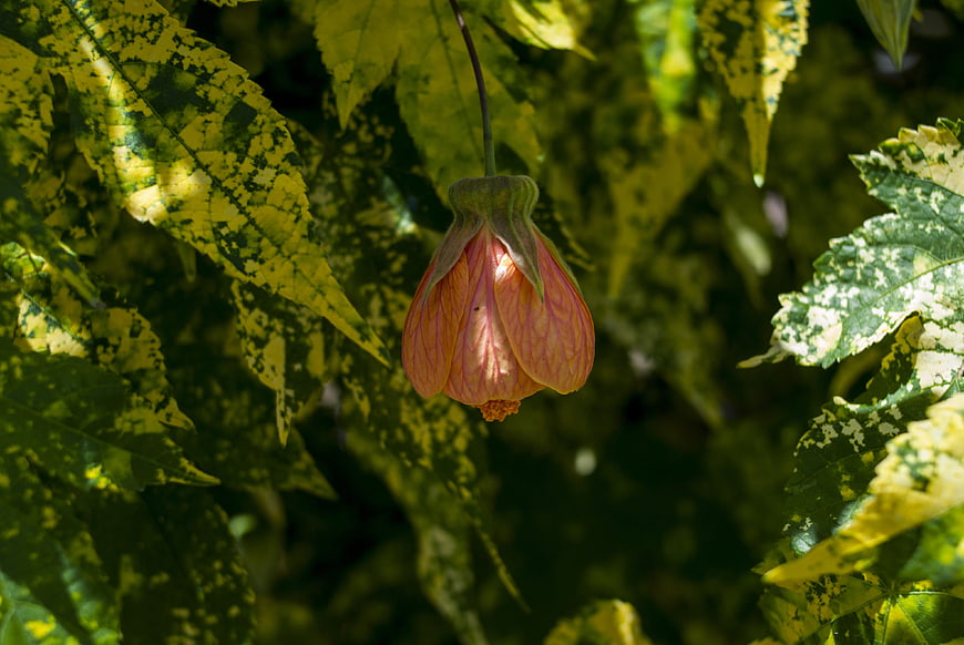 Pink Flower Bud Hanging Among Variegated Green Leaves