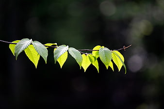 Backlit Green Leaves on Branch Against Dark Forest Background