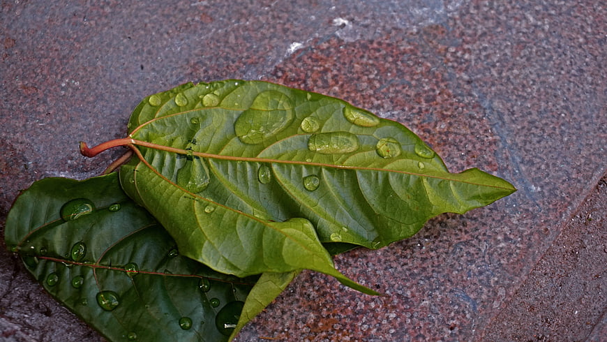 Wet green leaves with water droplets on stone