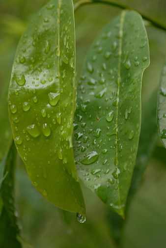 Close-up of green leaves with water droplets