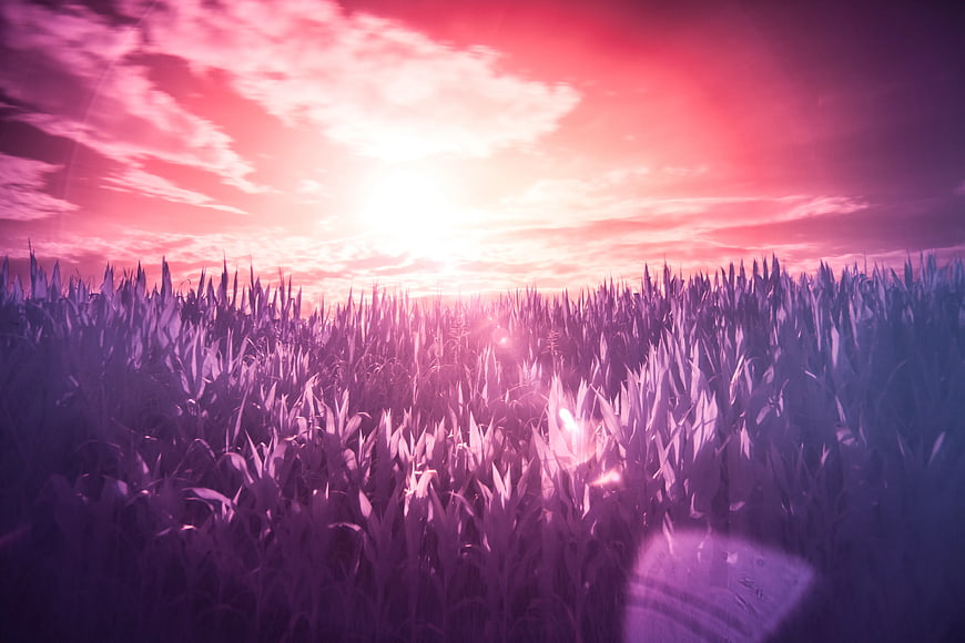 Vibrant Pink and Purple Sunset Over a Cornfield