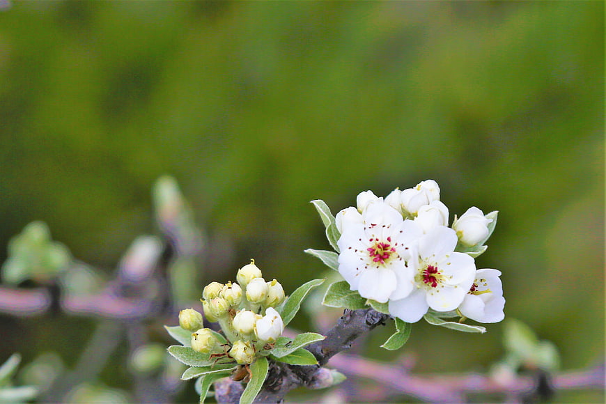 White Apple Blossoms on Branch with Green Background