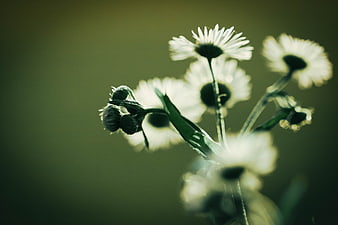 Soft Focus White Daisies with Green Background