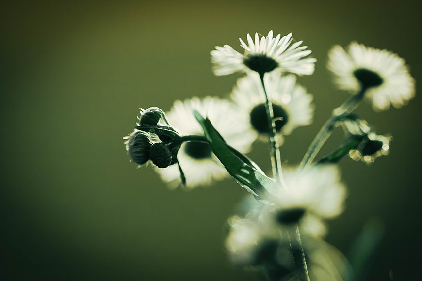 Soft Focus White Daisies with Green Background