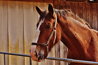 Brown Horse with White Blaze in Stable
