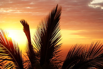 Palm Tree Silhouette Against Vibrant Orange Sunset Sky