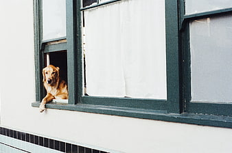 Golden Retriever Looking Out of a Window