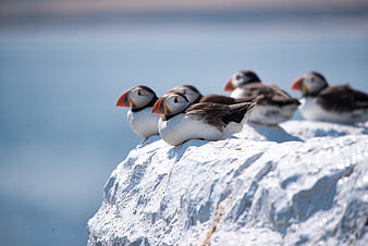 Atlantic Puffins Resting On White Rock By The Sea