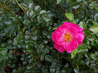 Vibrant Pink Rose with Raindrops on Green Leaves