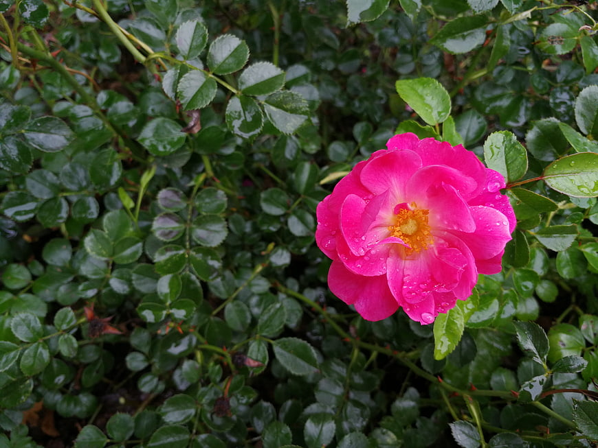 Vibrant Pink Rose with Raindrops on Green Leaves